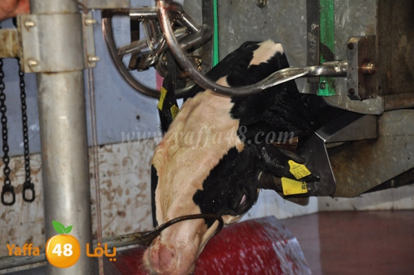 Jam3iya la7m3n (16).JPG